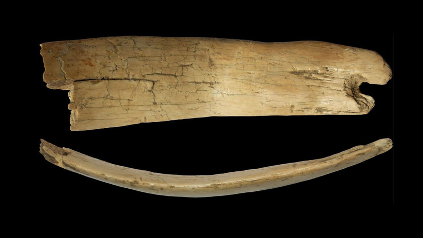 Hallan en Siberia una diadema de hace casi 50.000 años, hecha con marfil de mamut 