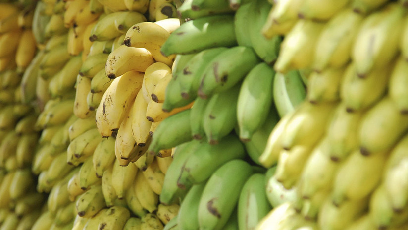 Cultivan por primera vez plátanos sin tierra