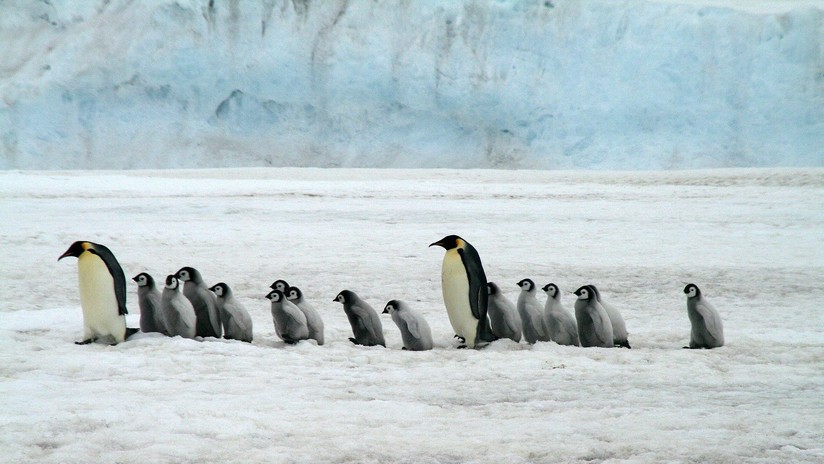 El turismo pone en peligro de extinción a las aves antárticas