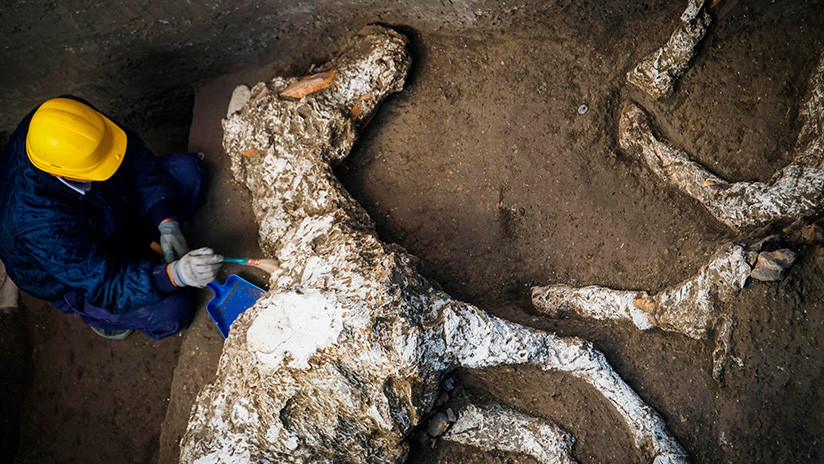 Hallan un caballo petrificado (con adornos y bien conservado) en un antiguo establo de Pompeya
