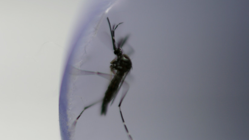 Riesgo inminente de dengue en Brasil: ¿Cómo se comporta el mosquito 'Aedes aegypti'?