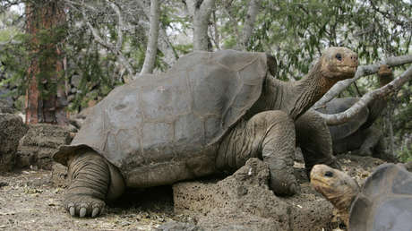 Hallan en el genoma de dos tortugas gigantes claves para combatir el envejecimiento y el cáncer