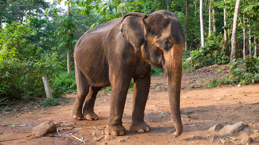 VIDEO: Un elefante exige que su cuidador juegue con él golpeándolo con la trompa