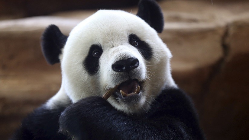 VIDEO: Un panda juega con un cuchillo de carnicero al confundirlo con un tallo de bambú