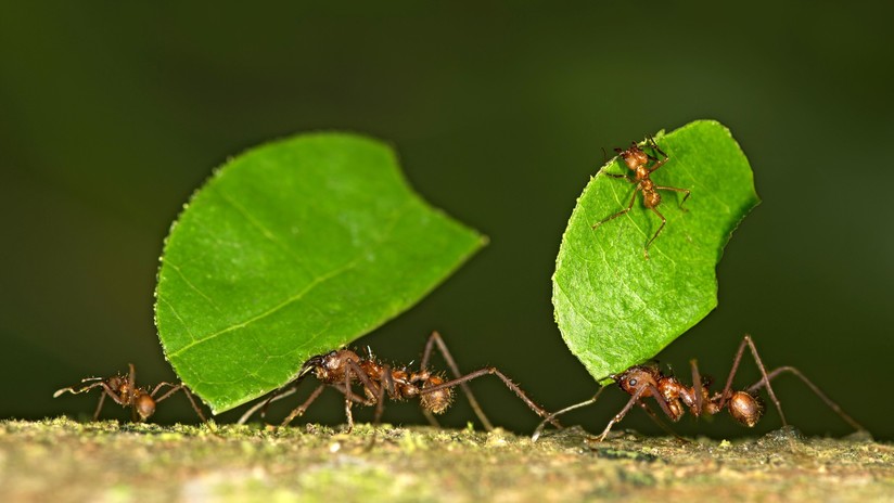 Vertederos de hormigas en América Latina emiten una gran cantidad de gas de efecto invernadero