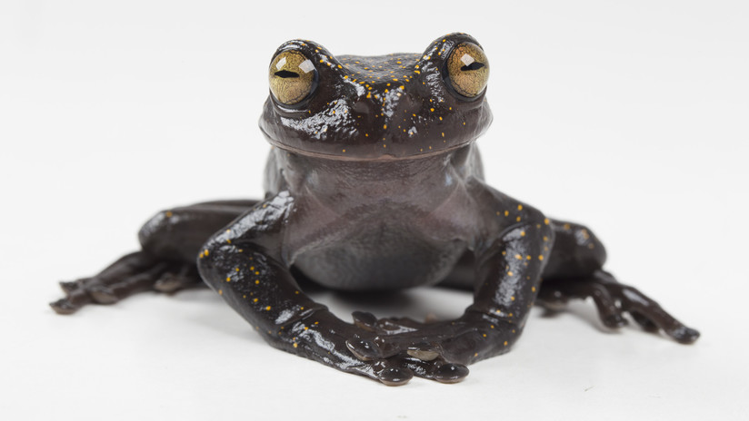 FOTOS: Descubren en Ecuador una rana extraordinaria que desconcierta a los expertos