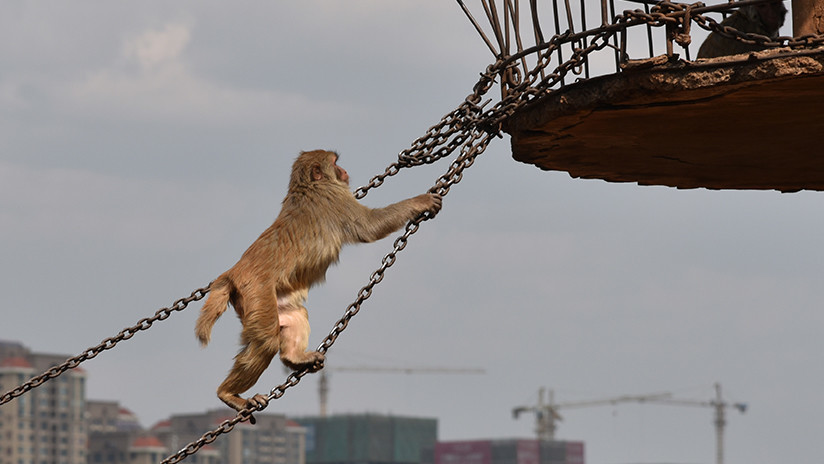 VIDEO: Decenas de monos 'desfilan' por un tendido eléctrico en Japón 