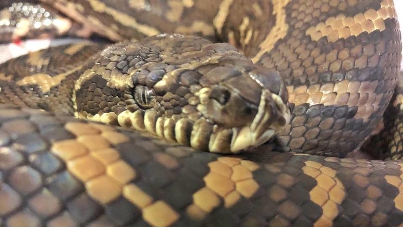 VIDEO: Rescatan a una serpiente pitón con más de 500 garrapatas pegadas al cuerpo