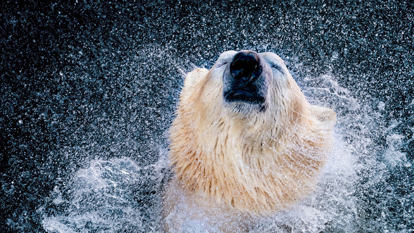 FOTOS: Un oso polar hambriento se trepa sobre un submarino en el Ártico