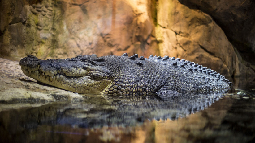 Un enorme cocodrilo salta más de dos metros y devora viva a una científica que le daba de comer