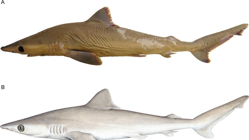 Descubren una nueva especie de tiburón gris... que ya se ha extinguido