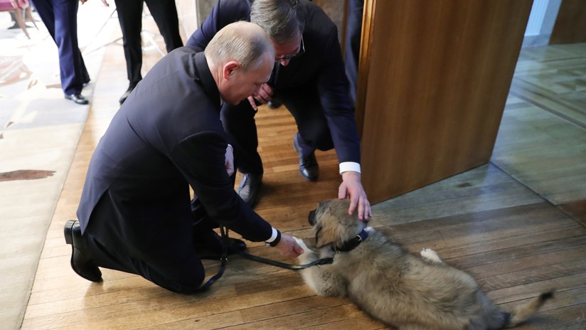 VIDEO: El presidente de Serbia regala a Putin un cachorro de pastor de Charplanina 
