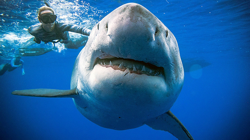 VIDEO: Salen a la luz imágenes de la extraña reaparición de un gran tiburón blanco en Hawái
