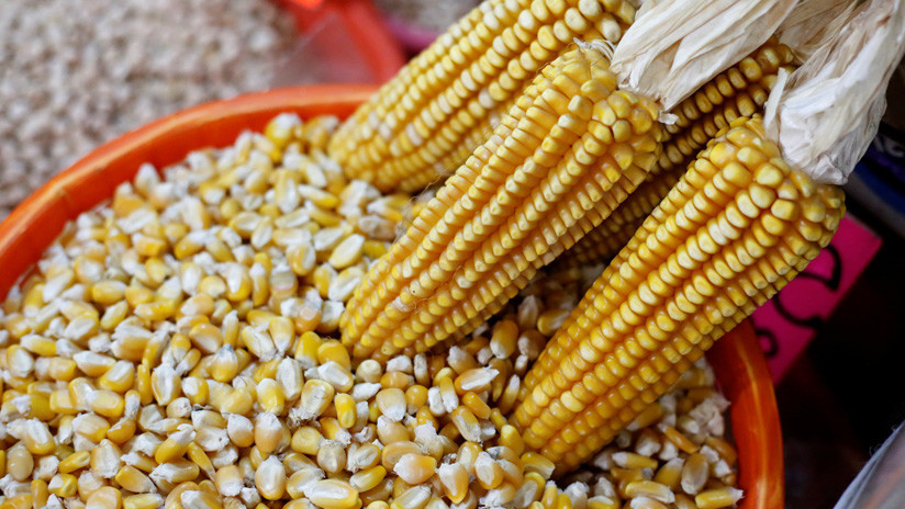 Resuelven un enigma genético del maíz de hace 58 años