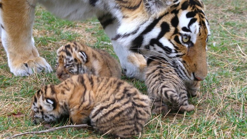 VIDEO: Cámaras captan en China a tres tigres en peligro de extinción con crías
