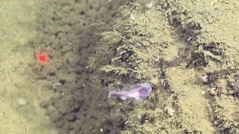 VIDEO: Científicos hallan bancos de peces en una zona submarina donde apenas hay oxígeno