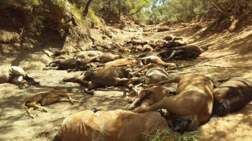 Mueren decenas de caballos por la ola de calor en Australia