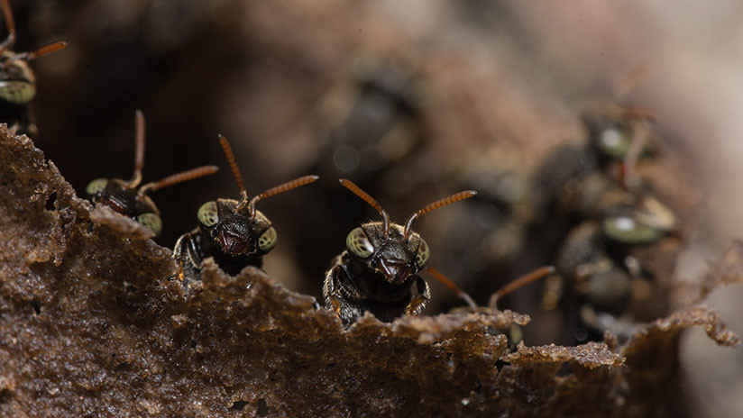 Construir sin coordinación: Las hormigas demuestran que es posible erigir la Torre de Babel