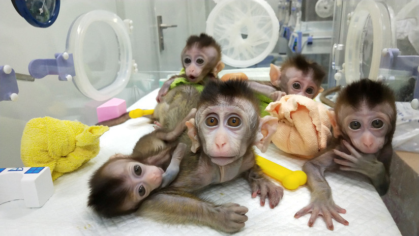 China clona a cinco macacos genéticamente modificados para investigar trastornos de los humanos