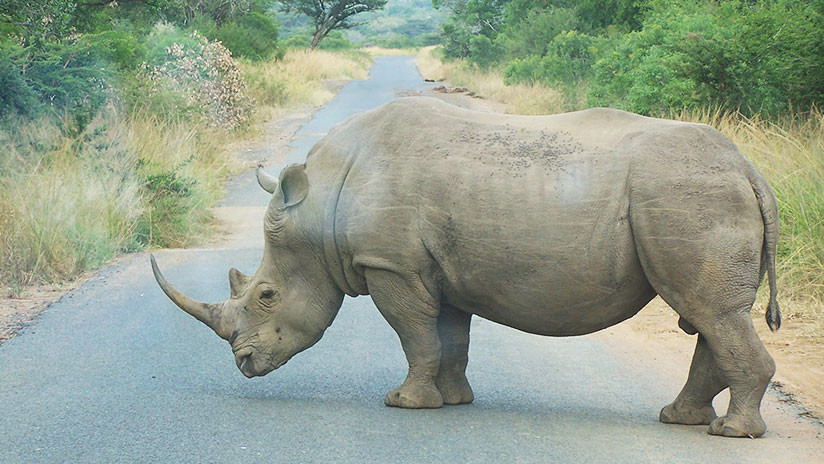 VIDEO: Un rinoceronte negro embiste a un vehículo en un parque natural en Sudáfrica