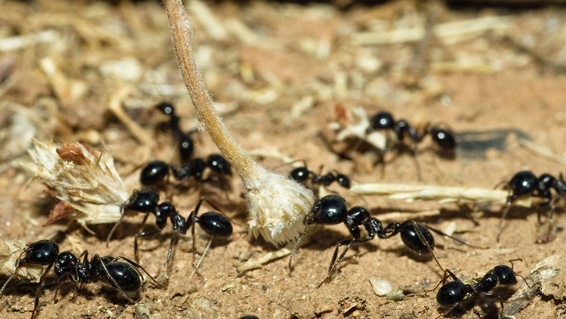 Unas hormigas salvan a una adolescente de 16 años de ser violada 