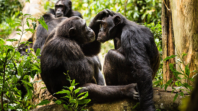 Tribunal suizo autorizó un referéndum para otorgar derechos fundamentales a los simios