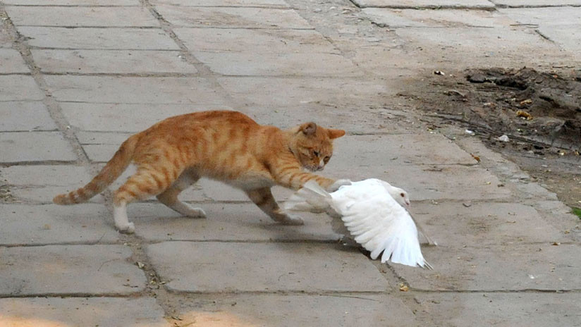 VIDEO: Se viraliza la amistosa pelea entre una paloma y un gato 