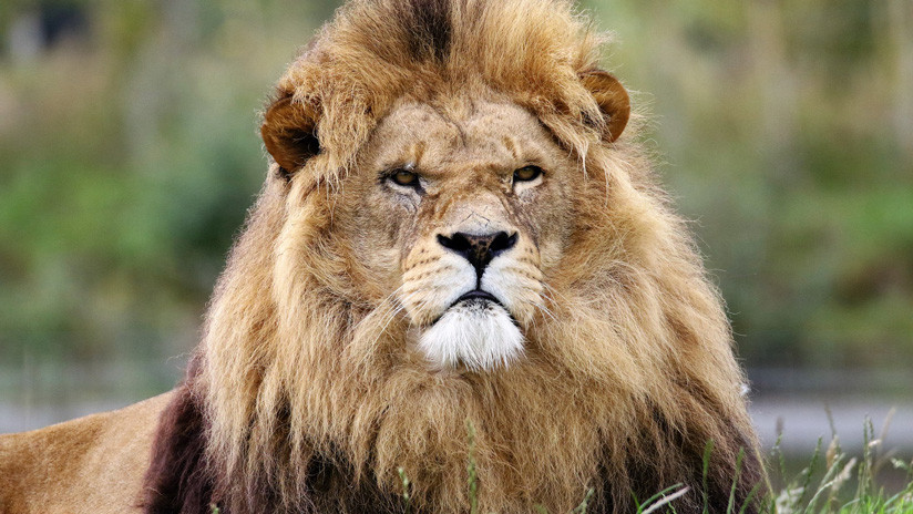 VIDEO: Un león despierta de la peor manera a una leona y le provoca un buen susto 