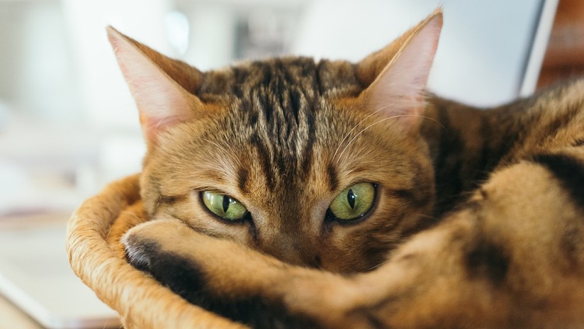 Los neurólogos hallan pruebas de la relación entre el parásito del gato y la esquizofrenia