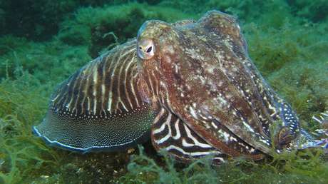 VIDEO: El momento en que una roca 'se convierte' en un pulpo