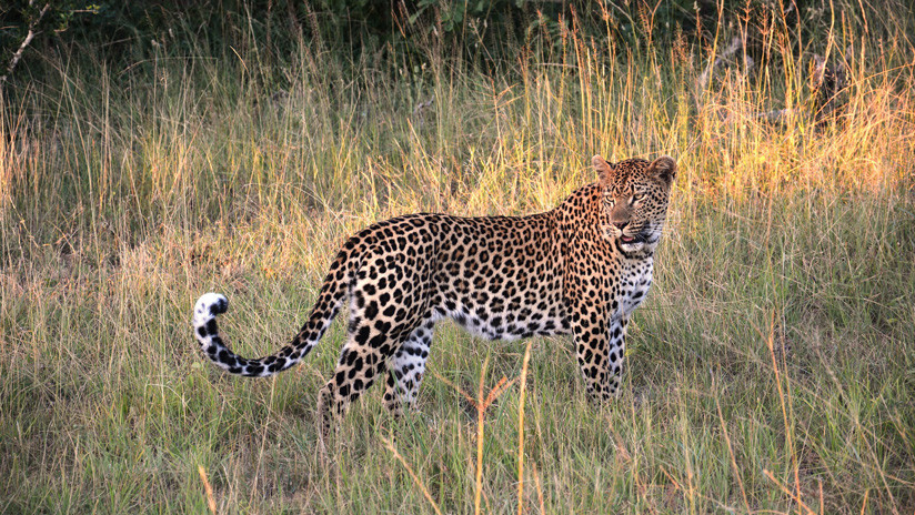 Un impala recién nacido casi 'convence' a un leopardo de que es su cría