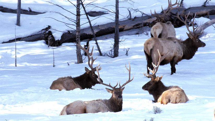 Entre tropiezos y caídas en la nieve, una manada de lobos ataca a varios ciervos