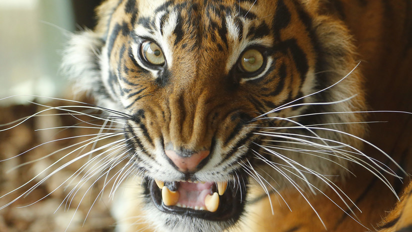 En el zoo de Londres: Una tigresa amenazada de extinción muere destrozada por un macho en su 'primera cita'