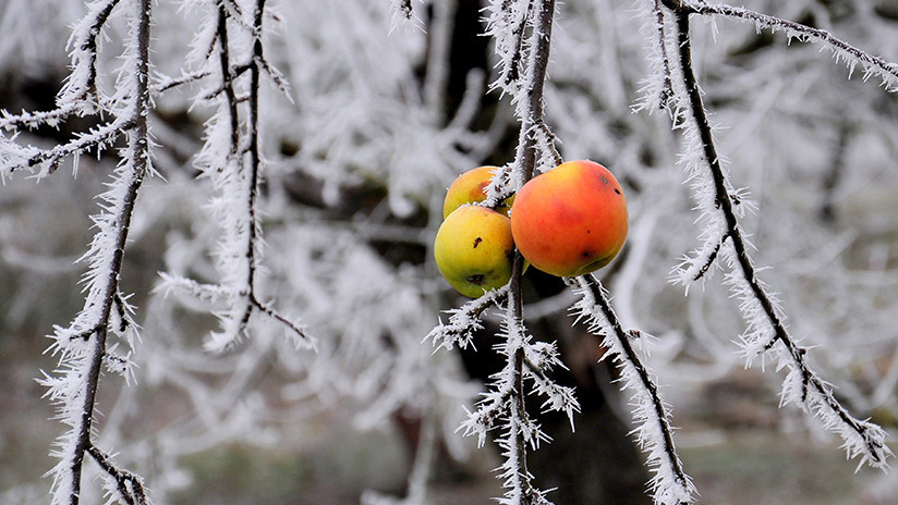 'Huerto de frío': Aparecen "manzanas fantasma" en Míchigan tras una lluvia helada (FOTOS)