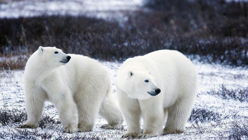 VIDEOS, FOTOS: Declaran en emergencia a un archipiélago ruso por una invasión de osos polares