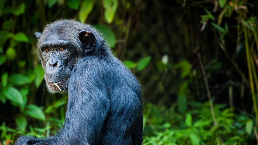 VIDEO: Ingeniosos chimpancés usan un tronco como escalera  para escapar de su encierro en un zoo