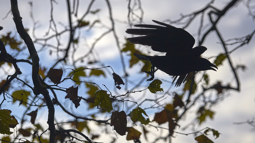 VIDEO: Los cuervos pueden trazar un plan mental tres pasos por delante para resolver problemas