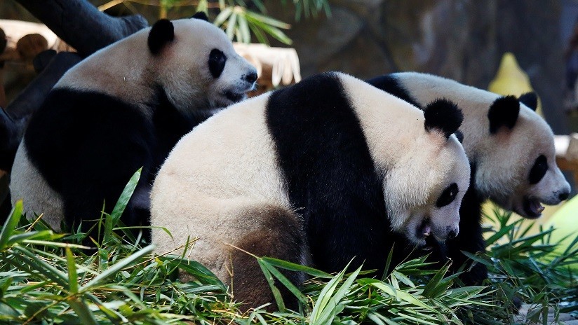 VIDEO: Una niña cae al hábitat de los pandas en un zoológico chino