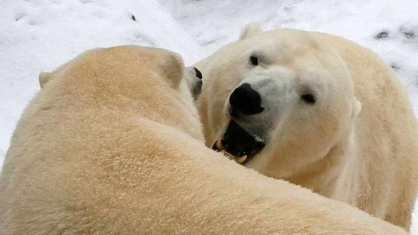 Osos polares paseando por las calles en Rusia: ¿Qué causó su invasión masiva en Nóvaya Zemliá?