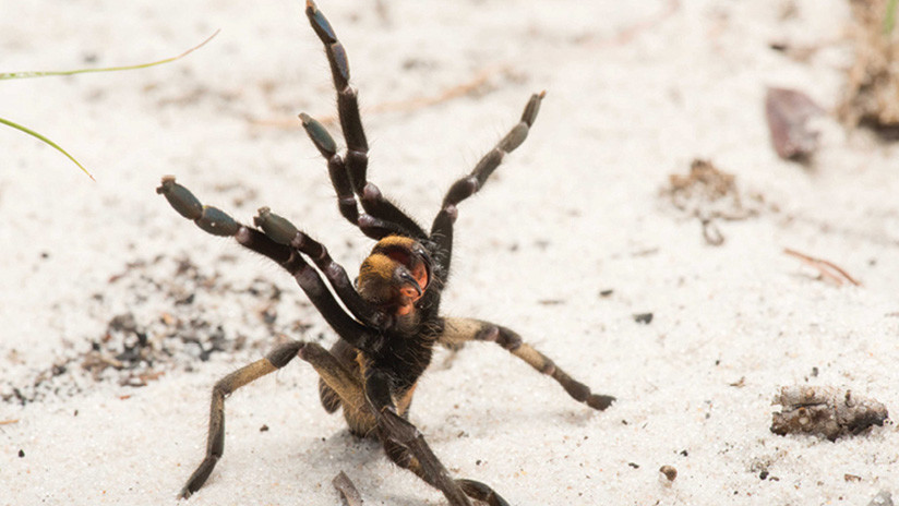 FOTO: Descubren una rara nueva especie de tarántula con un largo cuerno en la espalda