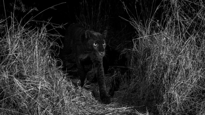 FOTOS: Captan en África a un leopardo negro extremadamente raro por primera vez en 100 años