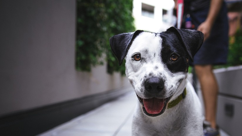 Residentes de una localidad francesa podrán ser multados por el ladrido "insoportable" de sus perros