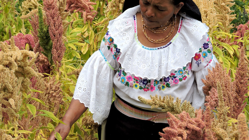Una planta que daban de comer a las vacas ayudó a una ecuatoriana a nivelar la hormona de la felicidad en su cerebro