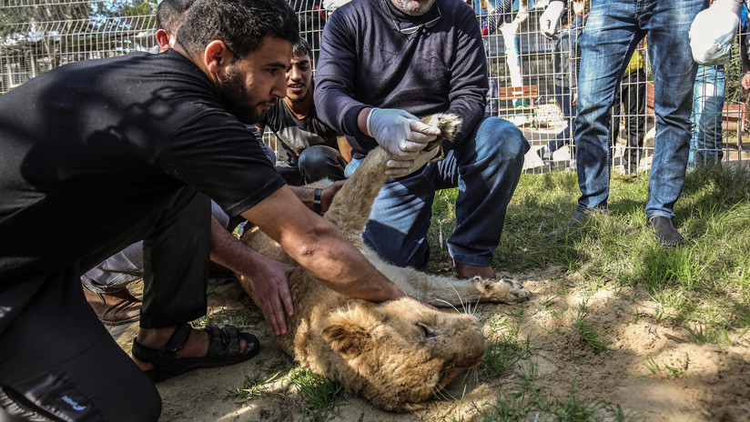 Extirpan las garras a una leona para que juegue con los visitantes de un zoo y causan polémica