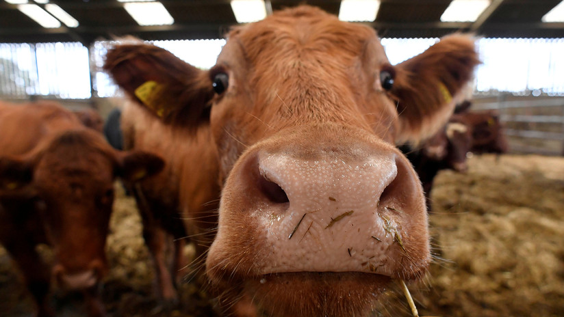 Los veganos podrán despedirse de las vacas antes de ser sacrificadas en un matadero del Reino Unido