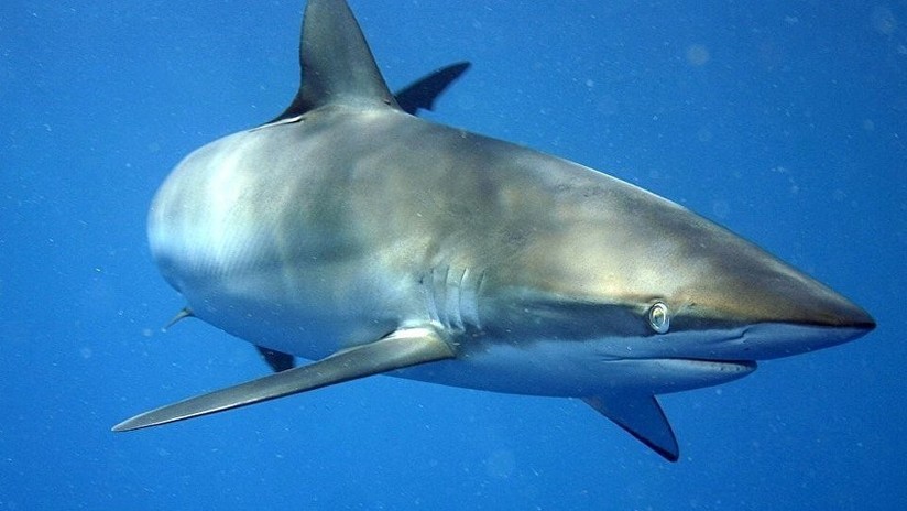 "Aprendí bien la lección": Un tiburón muerde a un surfista en la cabeza por imprudente