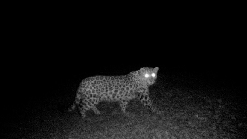 FOTOS: Captan nuevas imágenes del "misterioso leopardo" que lleva 3 años 'burlándose' de los especialistas