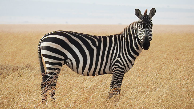 Científicos disfrazan a caballos de cebras para averiguar el porqué de sus rayas (FOTO)