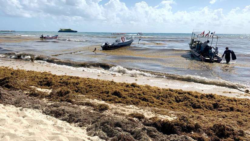 ¿Por qué un alga pone en riesgo el ecosistema en el balneario mexicano de Playa del Carmen?