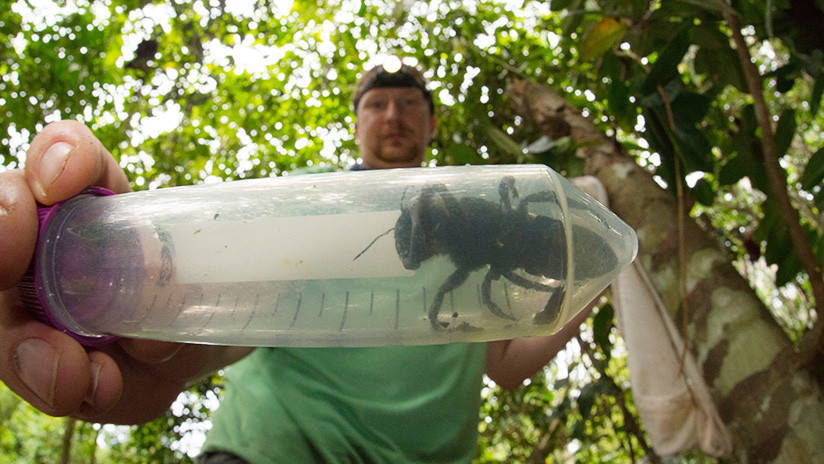 VIDEO: Hallan en Indonesia un insecto gigante que se daba por extinto
